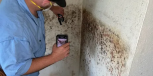 How Much Does a Mold Inspection Cost?